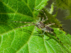 2balsam