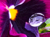 3balsam