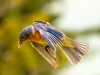 Eastern Bluebirds