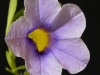 2balsam