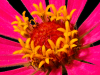 3balsam