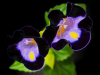 1balsam